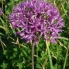 Allium caesium -- Blaugrüner Lauch